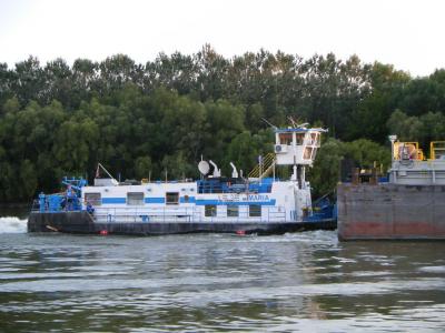 Muflon na Dunaju, lipiec 2011