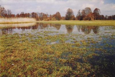 Narew