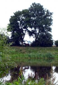 Szkarpawa, sierpień 2011