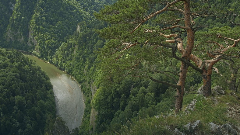 Flisacy wrócili na wody Dunajca